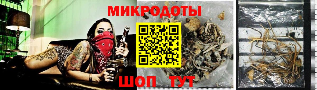 Галлюциногенные грибы Psilocybe Тамбов